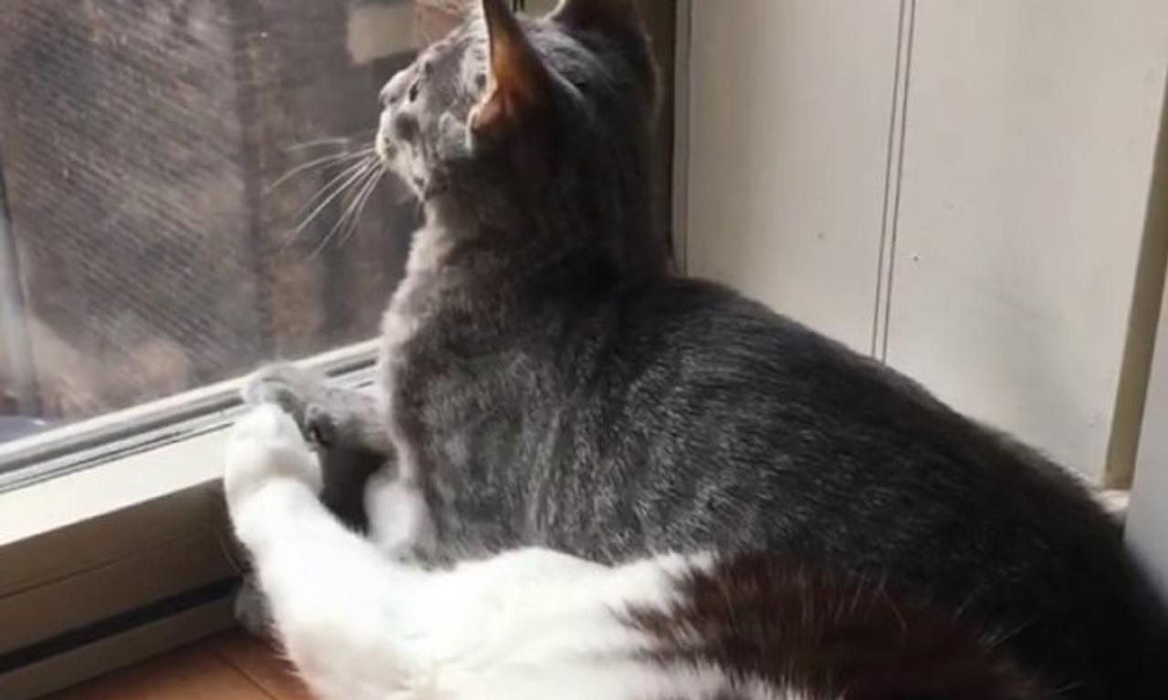 Watch: Here's a video of a cat sitting on another cat's head because ...