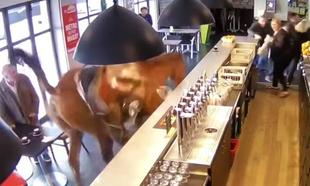 A horse walks into a bar, and everybody runs for their lives A horse walks into a bar, and everybody runs for their lives