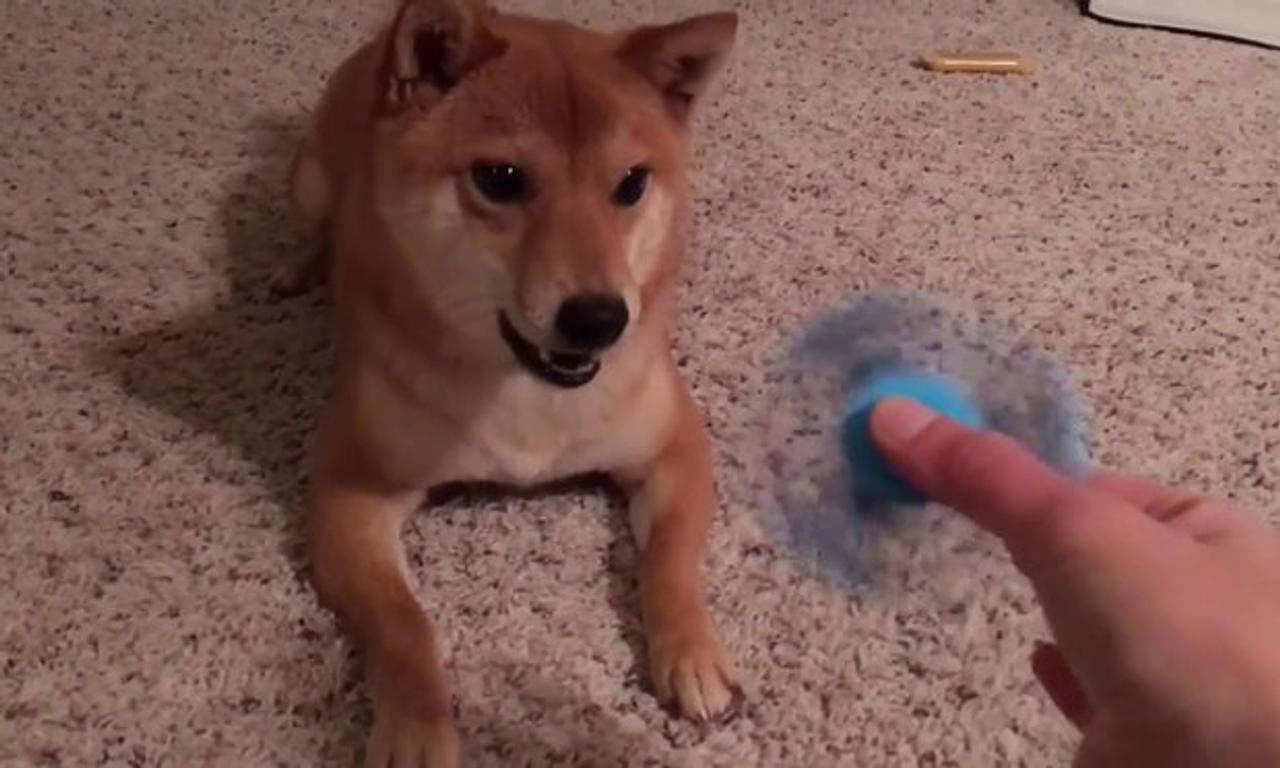Watch: This dog hates fidget spinners as much/possibly more than you do...