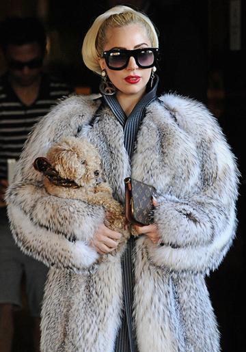 Lady Gaga and her puppy
