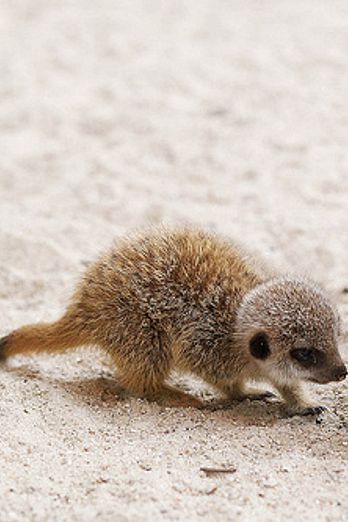 New arrivals at Dublin Zoo: Meerkat pups