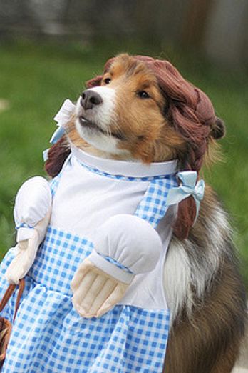 Dogs in Halloween costumes