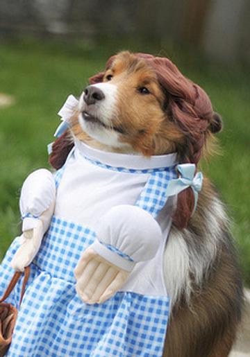 Dogs in Halloween costumes