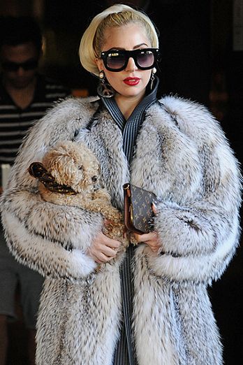 Celebs and their puppy love
