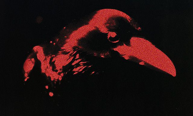 Joji