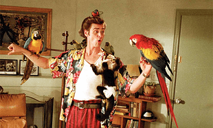 'Ace Ventura 3' is happening if Jim Carrey's up for it 'Ace Ventura 3' is happening if Jim Carrey's up for it