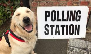 #DogsAtPollingStations is trending in the UK and it's adorable #DogsAtPollingStations is trending in the UK and it's adorable
