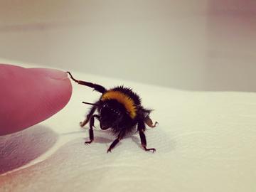 A bee-autiful inter-species relationship formed after a bathtub rescue mission. By Brendan C