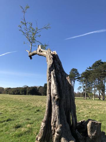 Taken in Phoenix Park, Dublin. A strong branch with new buds on a tree that has weathered more than a few storms. Hope in current times - life keeps going in nature and so will we!
By Susan C.