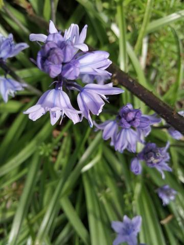 Taken in Donegal. Beautiful spring bluebells growing through the briar bushes, very symbolic for times like these.
By Rosaleen O'K.