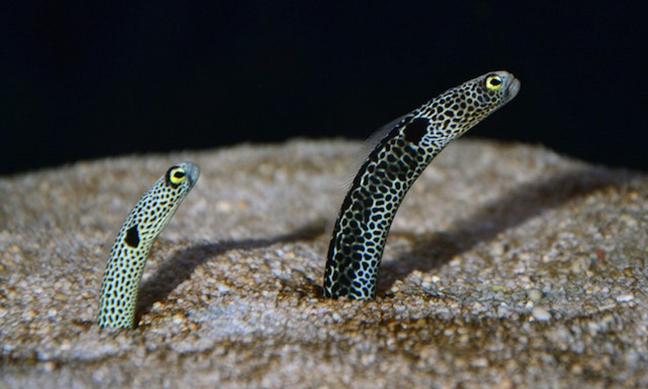 Japanese aquarium urges people to FaceTime its eels