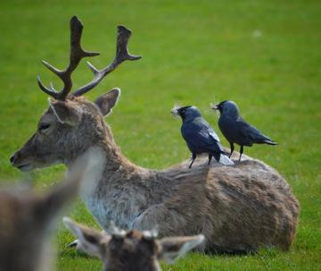 Taken in Phoenix Park.
'Two's company, three's a crowd!

2 Jack Daws decide that this relaxed looking deer was the best way to get some nest building material and at the same time, giving the deer a pedicure!'

By James G.