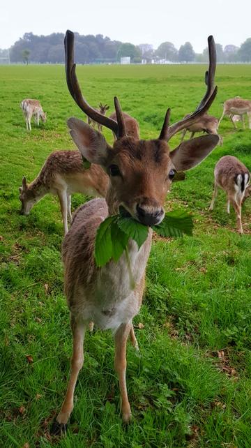 Taken in Phoenix Park.
'Hello deer! A young hungry deer chews on some leafs in my favourite spot in Phoenix Park, a little walk away from where I live.'
By James G