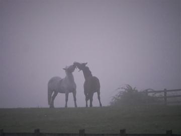 Taken in Carrigaline, Co. Cork.

'Social distancing?'

By Martin L