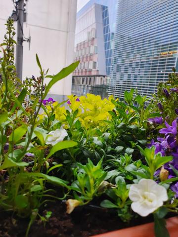 Taken in Dublin.

'Dublin Docklands and its iconic buildings are taken over by my #DocklandsMiniGarden 
Gardening is one of the best lockdown activity even with small spaces."

ByKasia C.