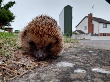 Taken in Trim, Co. Meath.

'We caught Sonic out for his daily 5 km yesterday..'

By Leeann H.