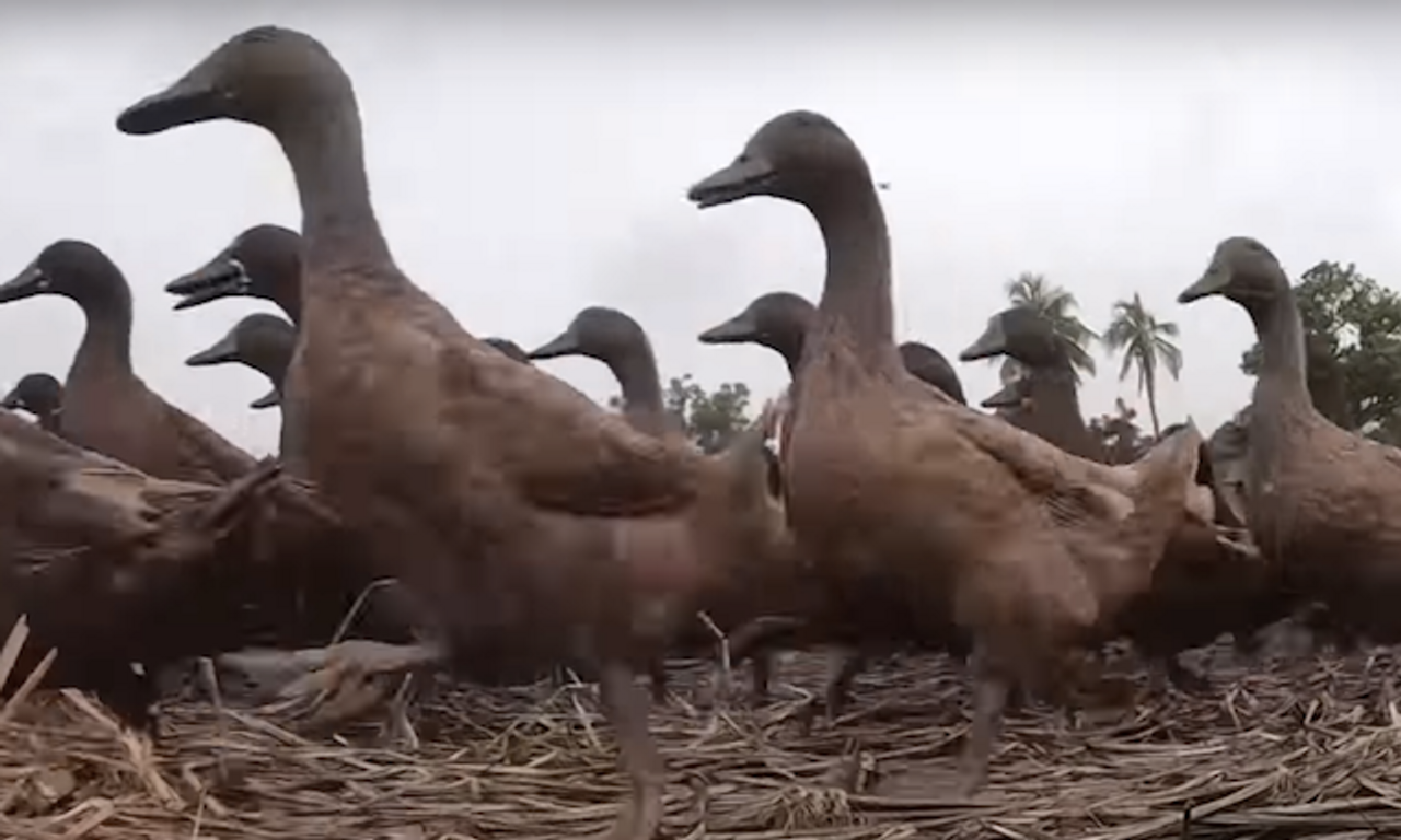 Ducks Clean Rice Paddy And now, 10,000 ducks cleaning out a rice field in Thailand