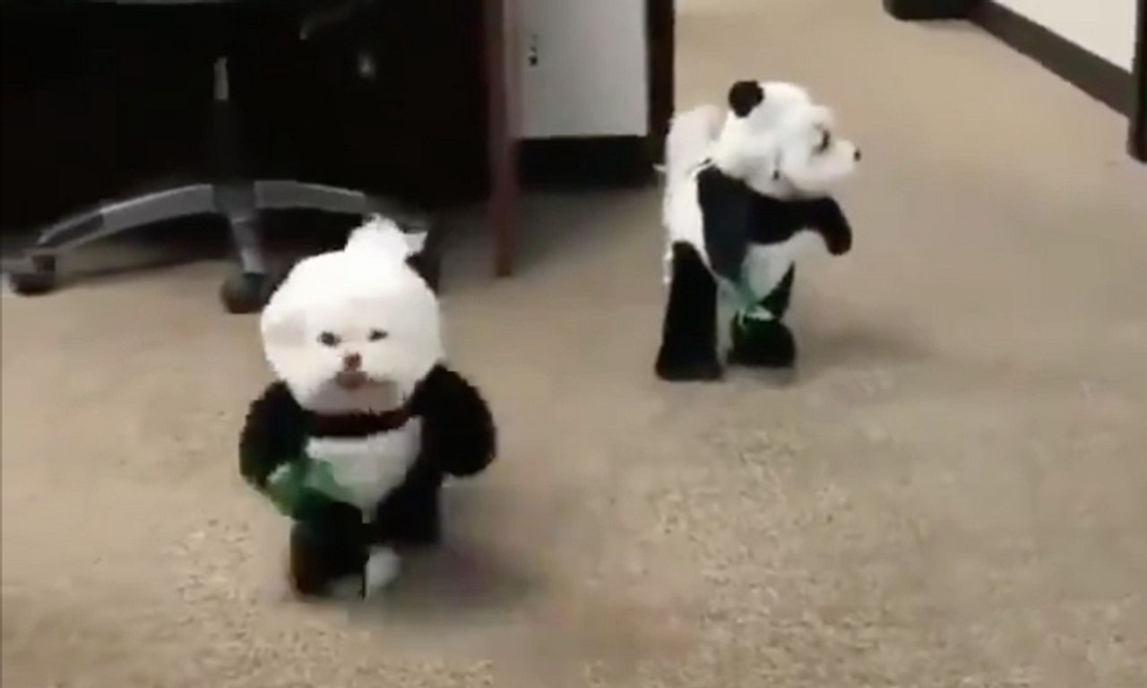 Prepare for cuteness overload with this video of dogs dressed up as pandas