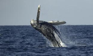 national-geographic-documentary