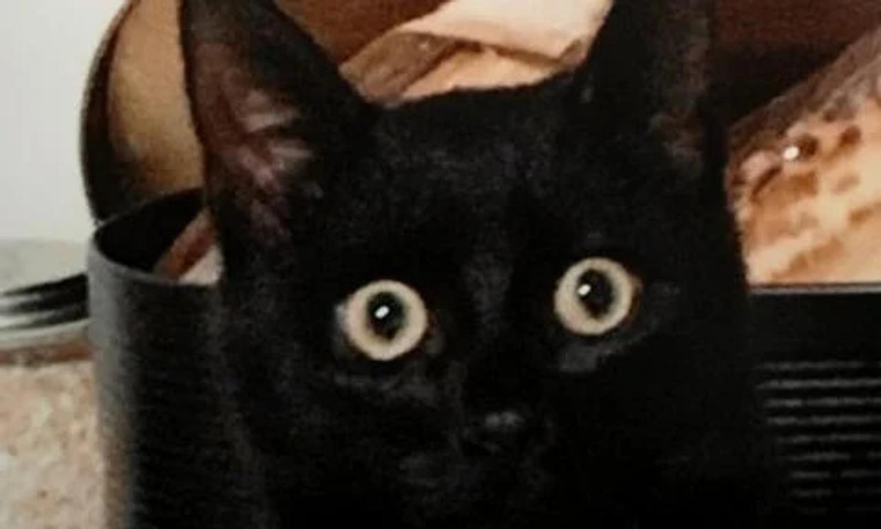 How to Catch a Cat Killer