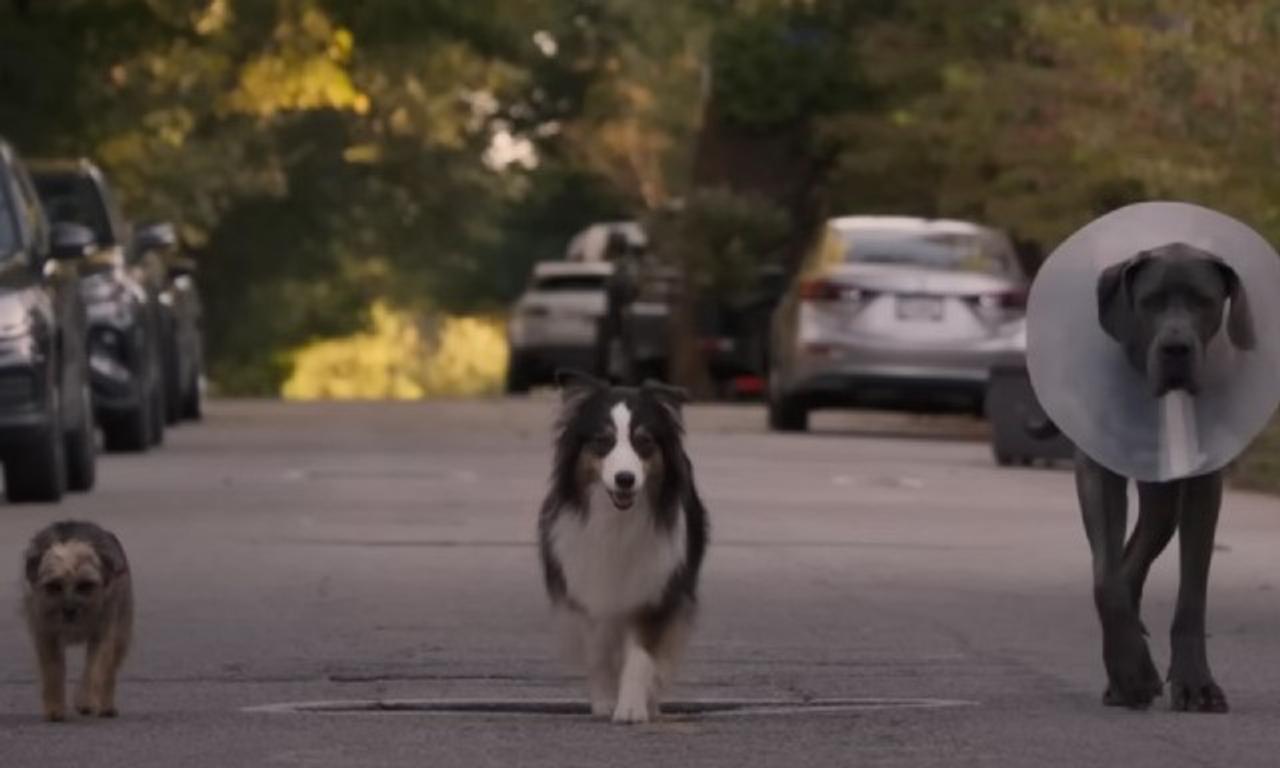 Strays' might be the most hilarious film about talking dogs you've ever seen
