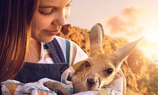 Kangaroo Kangaroo